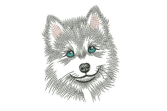 Download Siberian Husky Dog - Dog Collection